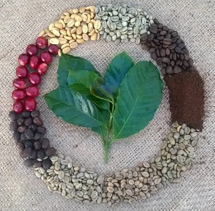 پروسس هانی